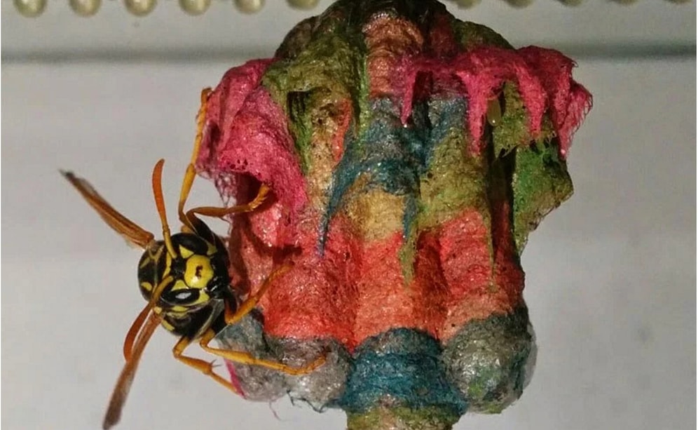 Doğanın Büyüsü! Renkli El İşi Kağıtlarıyla Gökkuşağı Desenli Yuvalar Yapan Yaban Arıları