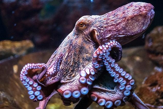 7. And English zoologist Martin Wellsê argues that octopuses are definitely aliens.