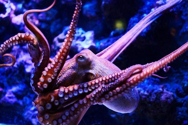 9. Caroline Albertin from the University of Chicago is another person who studies the octopus genome.