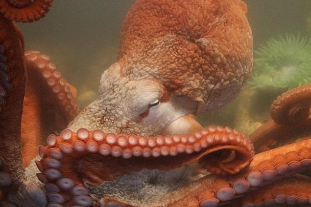 10. In short, all the research points out that octopuses have a genome that doesn't belong to this world.