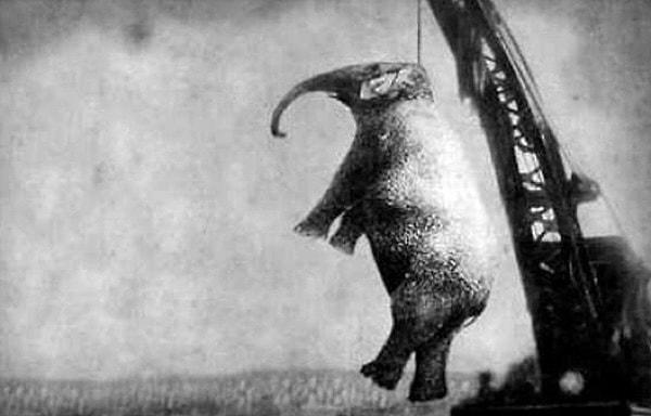 5. Eğitmenini öldürdüğü gerekçesiyle bir vinç yardımıyla idam edilen Mary isimli fil, 1916.