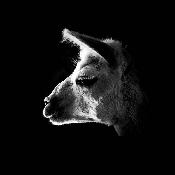 8. Особое упоминание жюри в категории Животные - Ричард Смит