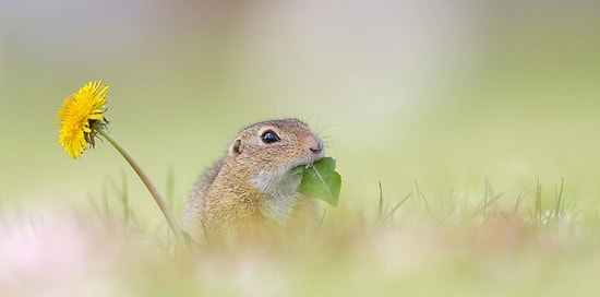 Суслики - самые трогательные существа на свете: фото от Хенрика Шпранца