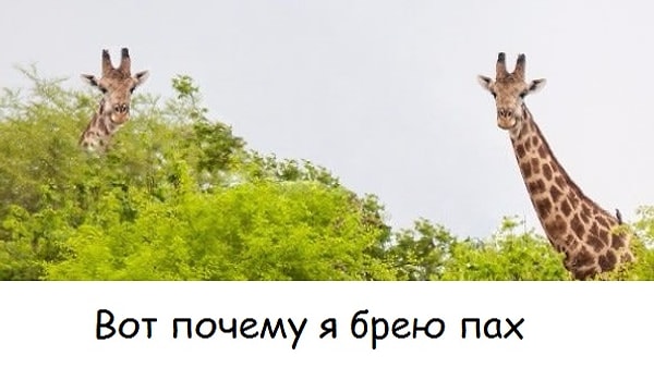 14. И этот прилив уверенности после бритья паха