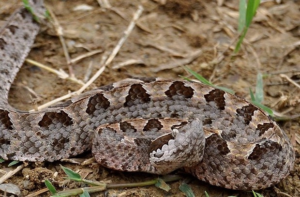 tuylerimizi diken diken eden yilanlara dair bilmediginiz 10 korkutucu hikaye tuylerimizi diken diken eden yilanlara dair bilmediginiz 10 korkutucu hikaye