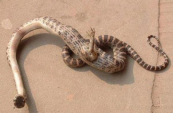 2. Pençe ayakları olan bir yılan görmüş müydünüz?