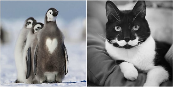 17 животных с уникальными отметинами и окрасом