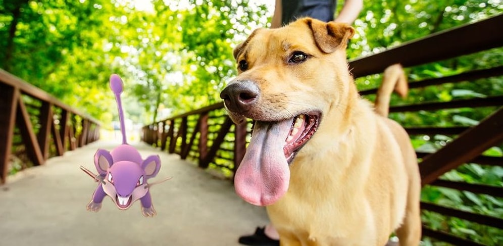 Когда приют попросил игроков в Pokémon Go выгулять собак, они явно такого не ожидали