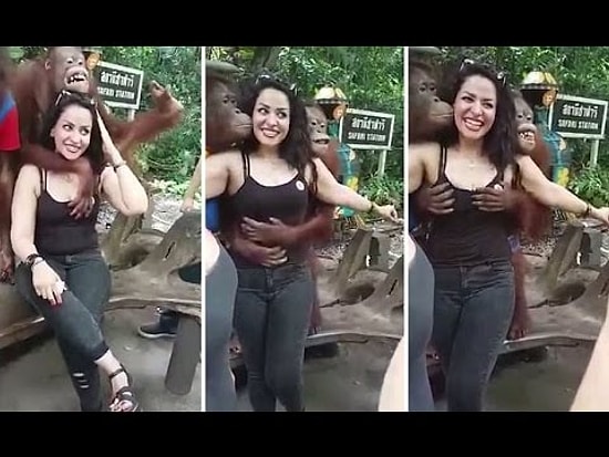 Орангутангу из Бангкока понравился бюст туристки