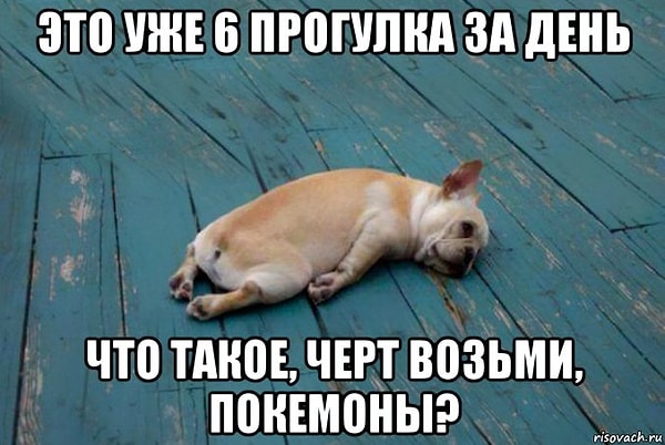 Так что собаки теперь практически не сидят в своих клетках