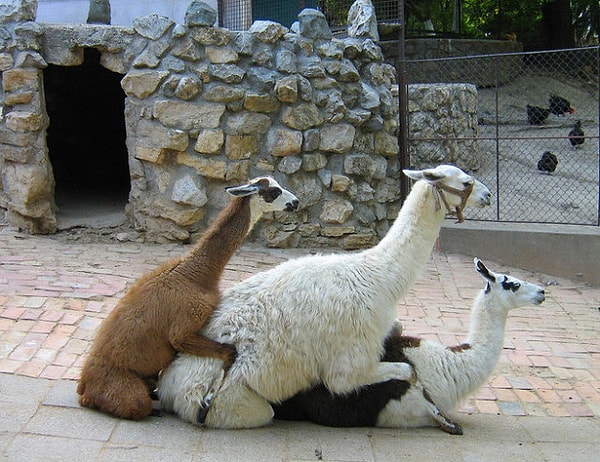 20. В отстойном зоопарке на Багамах