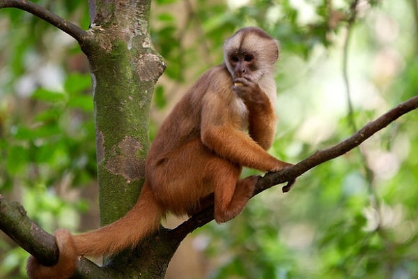 27. В сердце дождевых лесов Амазонии в Перу