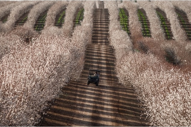 4. Tractor among almond fields, California