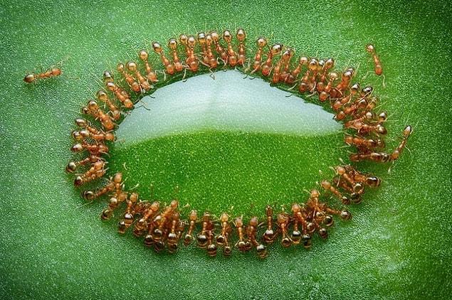 20. Tiny ants surrounding a drop of honey, Malaysia