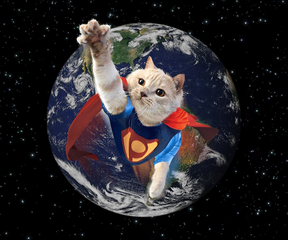 Bir Film Sahnesinde veya Tabloda Karşınıza Çıkabilecek Kedi Pishi ile Tanışın