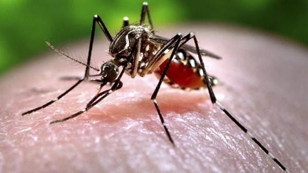 Bu tropikal hastalığa sebebiyet veren parazitlerin yayılma nedeni: Sivrisinekler.