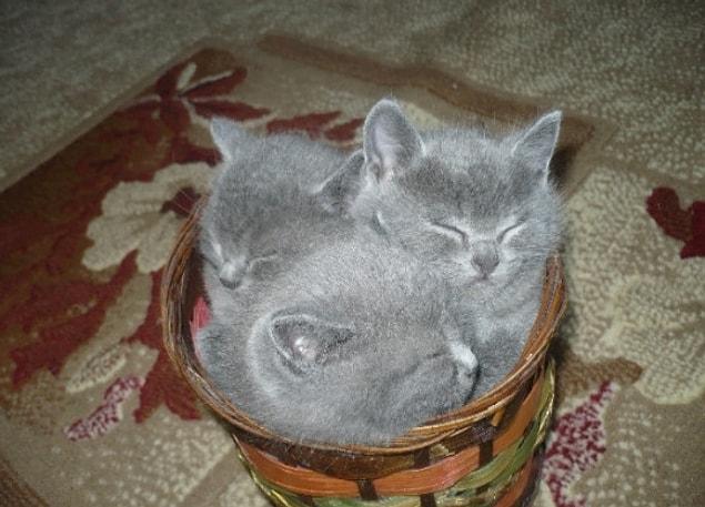 A basket full of fluffy!
