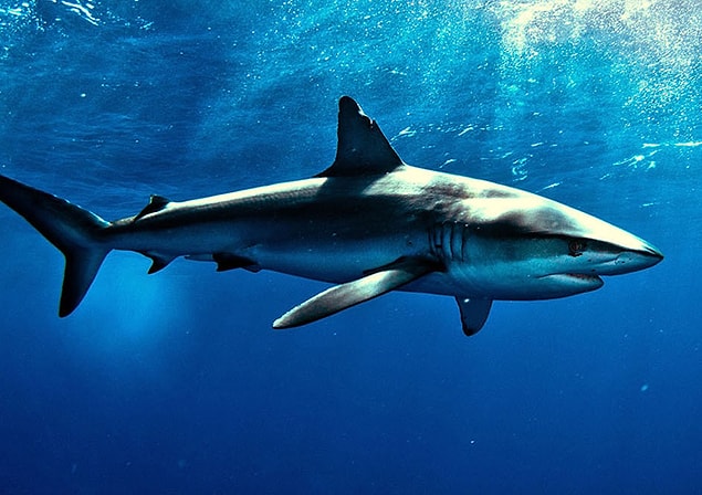 1. It's not true that sharks don't get cancer. Skin cancer especially can be seen in these living creatures.