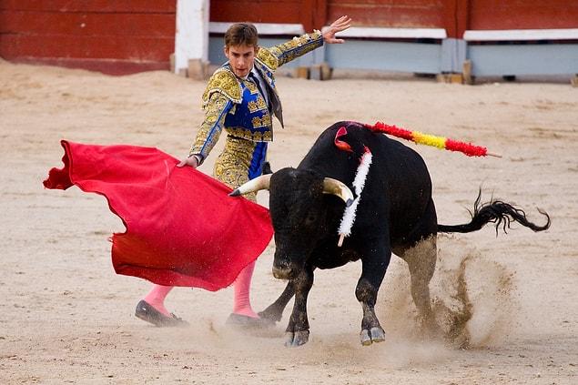 6. Bulls don't lose it when they see red; in fact, they are color blind. It's the matador's movements they perceive as a threat.