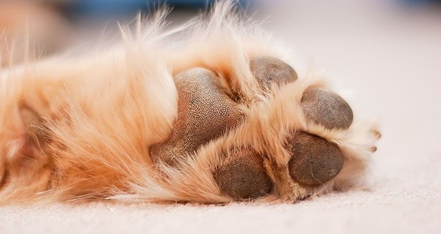 10. It's not true that dogs sweat through their tongues. They use their breath to regulate their body temperature but sweating occurs through the pads under their paws.