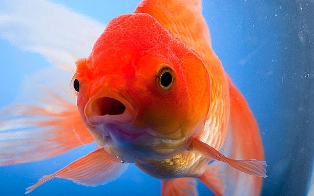 19. A goldfish's memory is not actually limited to 3 seconds, but it's up to 3 months. They might be considered better than most politicians.