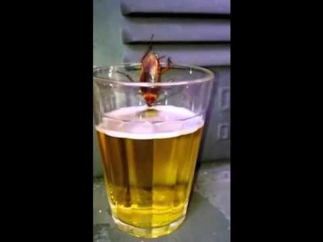 1. It was observed that American cockroaches are very fond of booze.
