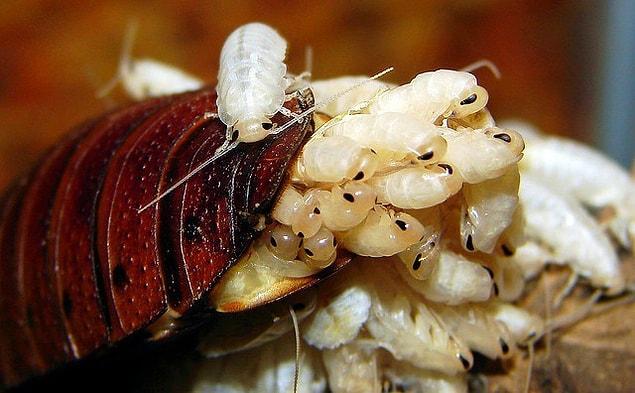 10. For some female cockroaches, one single coitus is enough for a lifetime.
