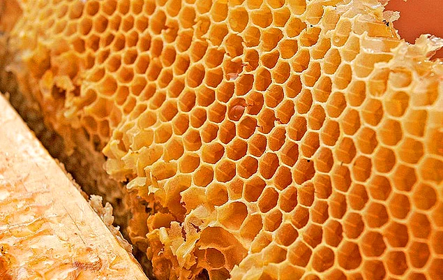 Bal arılarının en büyüğü Himalaya Bal Arısı, kabilelerin topladığı halüsinojenik bir bal yapar.