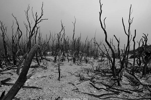 18. Darkrai - Papandayan Ölü Ormanı