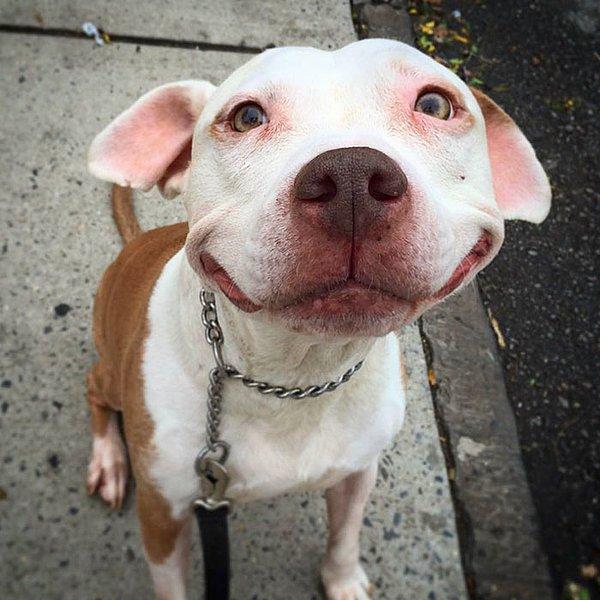 Dünyanın en güzel gülümsemesine sahip bu köpeğin adı Brinks.