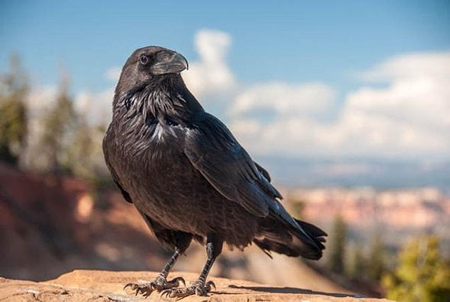 Your spirit animal is the Raven!