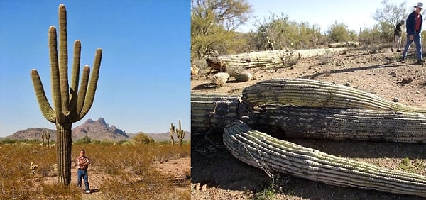 4. Дэвид Грундман, США, 1982