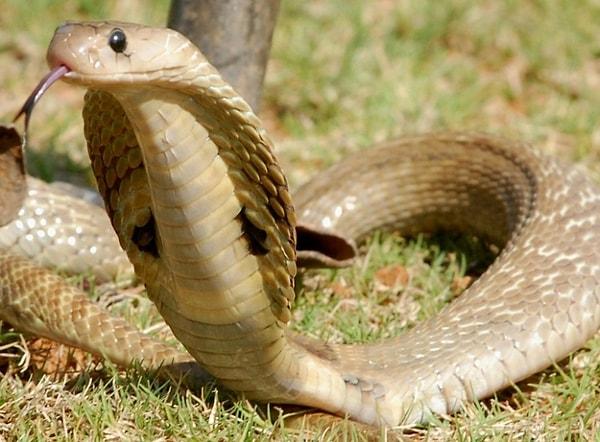 Hindistan'ın Odisha bölgesinde yılda 45.000 insan zehirli yılanlar yüzünden ölüyor. Yüksek derecede zehirliler.