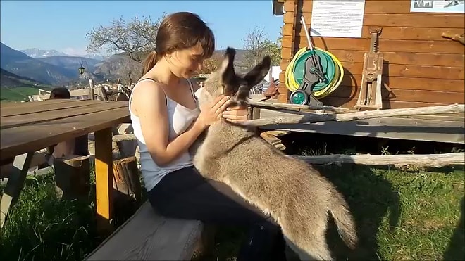 Kendini Sevdirirken Aşırı Tatlı Gözüken Minnoş Eşek Sıpası