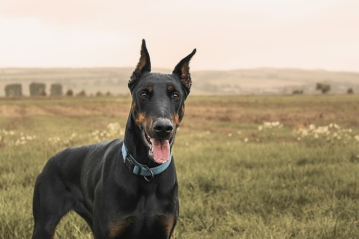 Sadakatin Dibi: Ailesini Korumak İçin Kobra Yılanlarıyla Dövüşe Giren Doberman Köpeği