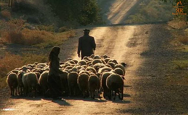 Amerika’da bir çiftçi koyunlarını otlatmak için çayıra götürürken önden koyunlar gider arkadan çiftçi.