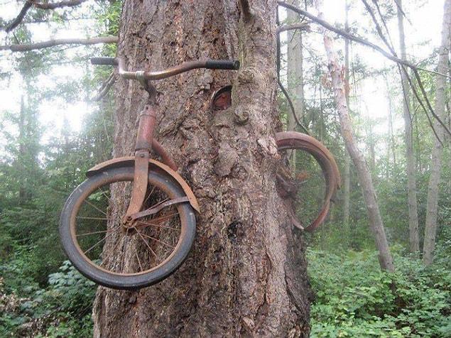 2. A bicycle chained to a tree by its owner before leaving for the World War I in 1914.
