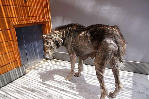 Köpeğin Facebook’ta paylaşılan fotoğraflarından sonra kurtarıcıları onu zor da olsa bulmayı başararak tedavi etmeye başladı.