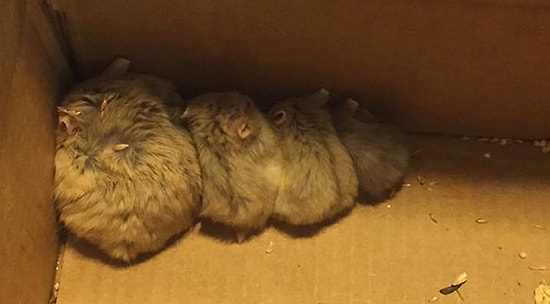 Игроки в Pokemon Go спасли 27 животных