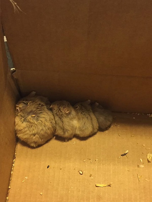 1. Двое детей, играющих в Pokemon Go, наткнулись на клетку, оставленную в парке