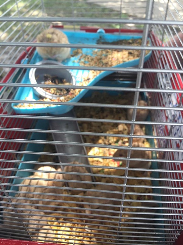 2. В ней оказалось 27 животных, обреченных на смерть