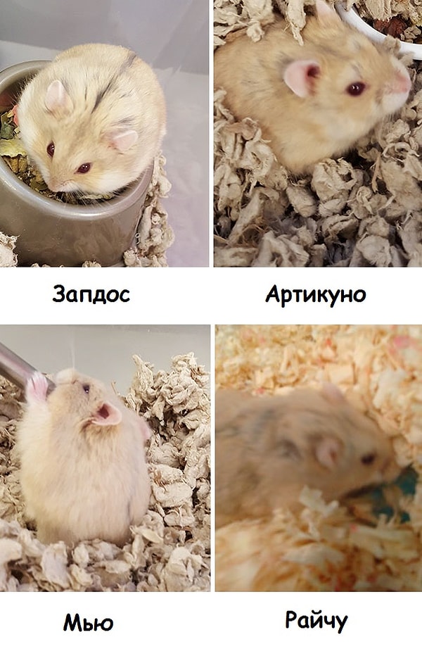 4. Все животные выжили и отправились в местный приют и, получив имена покемонов, ожидают, когда за ними придут их тренеры