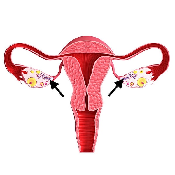 8. Поменяем ракурс. Как называются эти маленькие "щупальцы" красного и синего цвета?