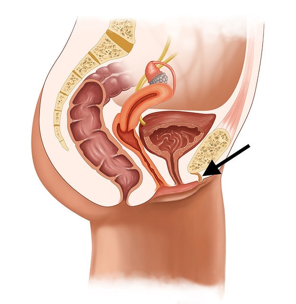 11. И последний вопрос: Что это за маленький орган, имеющий БОЛЬШУЮ значимость?