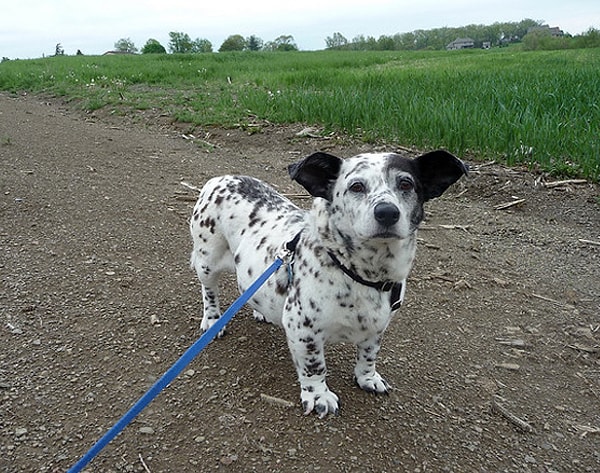 4. Корги + далматин
