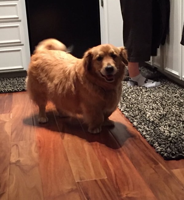 10. Корги + золотистый ретривер