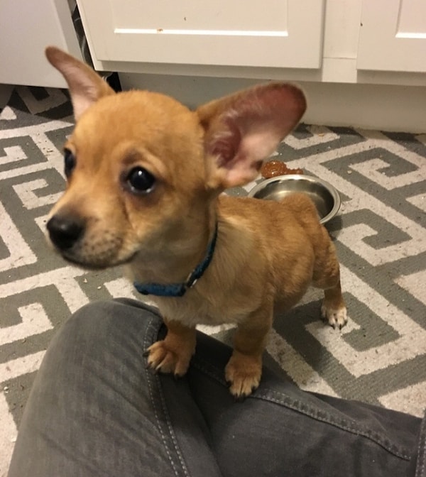 8. Корги + австралийская пастушья собака