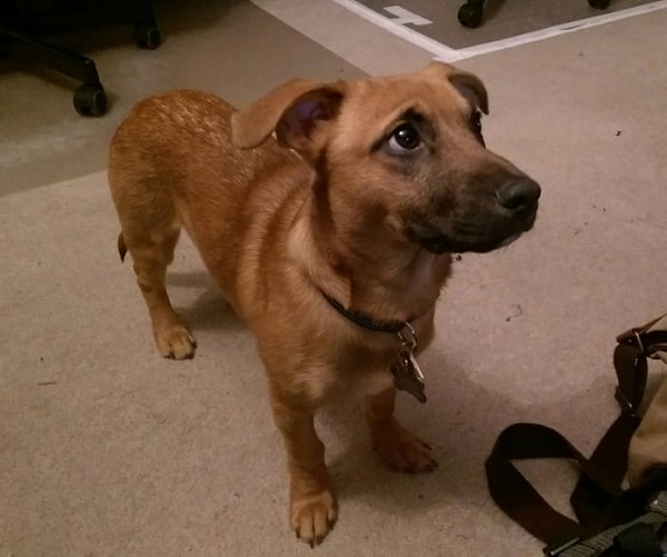 12. Корги + терьер