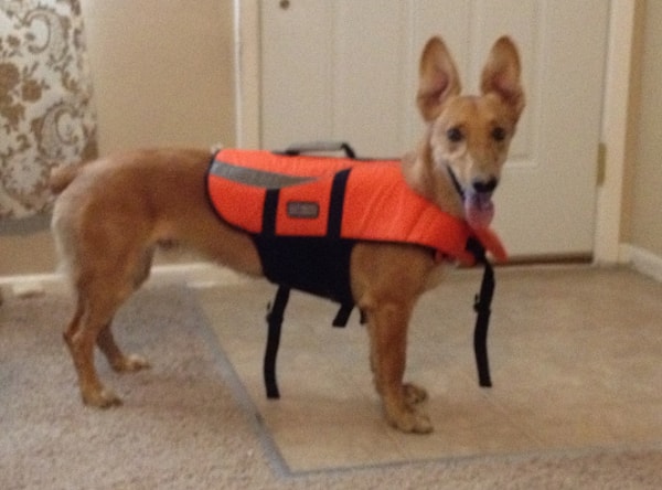 13. Корги + грейхаунд