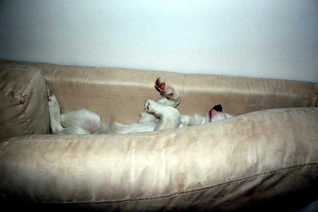 3. This lovely pooch is stuck, even though he seems like he's sleeping. ^^